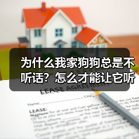 为什么我家狗狗总是不听话?怎么才能让它听我的?(图1) 为什么我家狗狗总是不听话?怎么才能让它听我的?(图1)