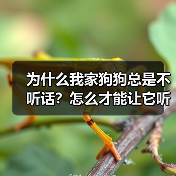 为什么我家狗狗总是不听话?怎么才能让它听我的?(图4) 为什么我家狗狗总是不听话?怎么才能让它听我的?(图4)