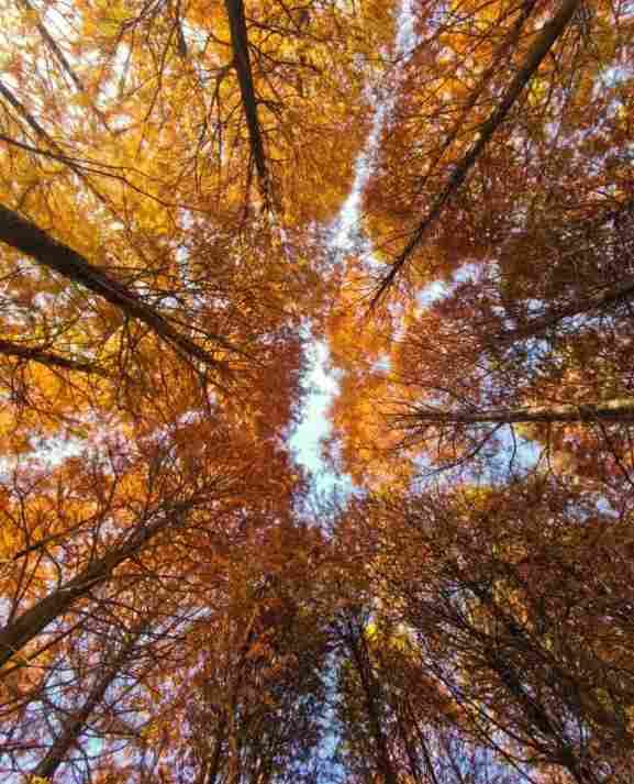 华为 Mate 80 Pro Max 体验，不愧是「史上最香 Mate」，双旦入手正合适(图6)