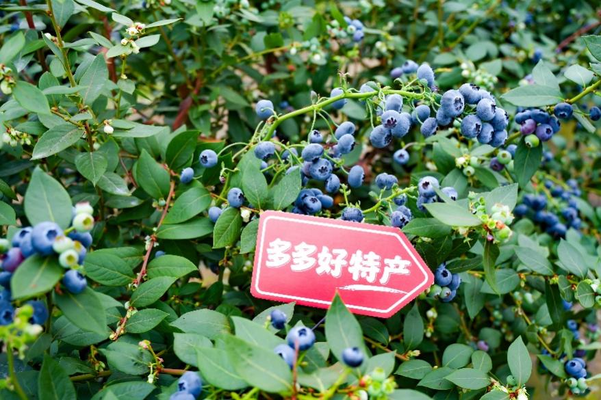 拼多多发布 2025 四季度及全年财报，「千亿扶持」效用释放